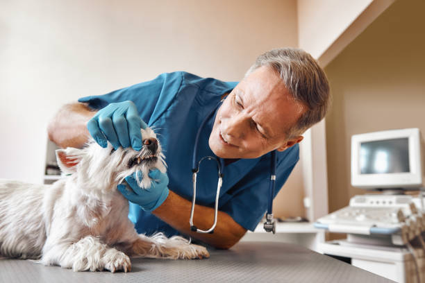 Best Emergency Broken Tooth Repair in Cotter, AR